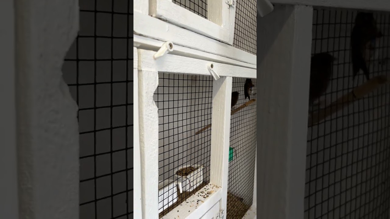 Lesser Redpoll 2023 breeding season bird shed set up