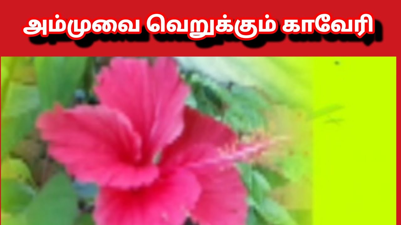 Mahanadhi Prediction |19th to 20th March 2026|அம்முவை வெறுக்கும் காவேரி |என் கணிப்பு  