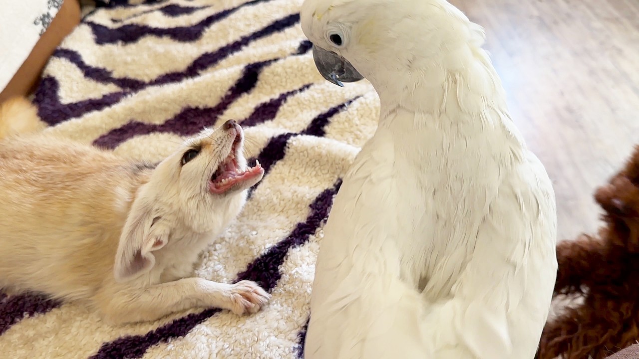 Fox Tiffany wants only me to sit next to her, but parrot Christina is in the way.