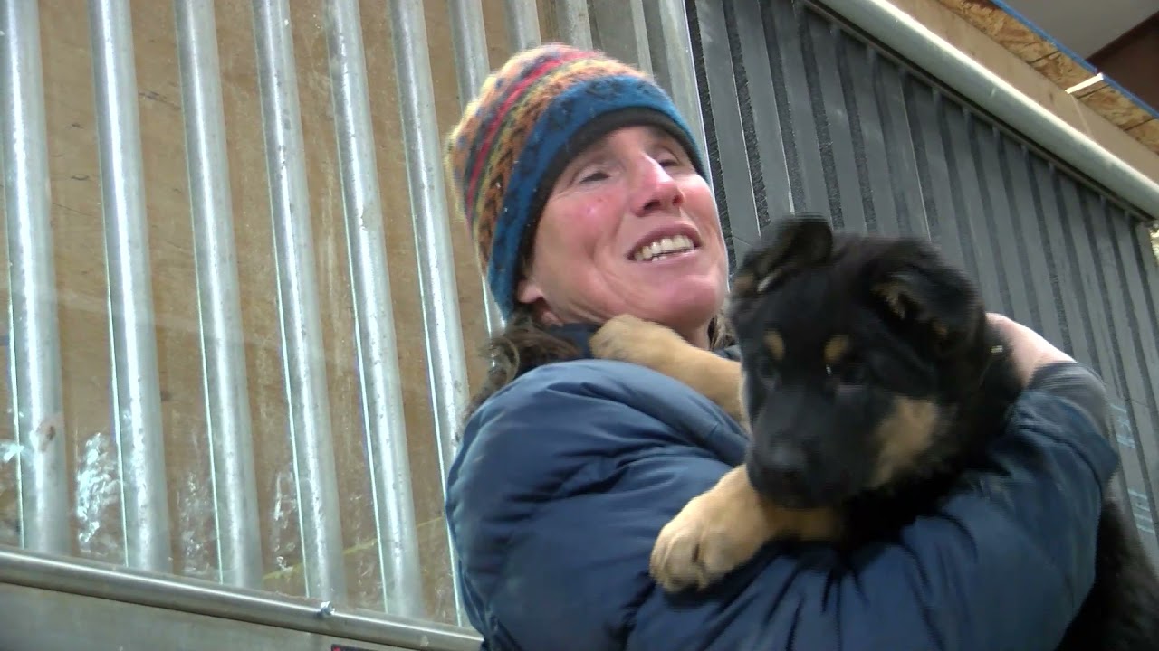 Blind dog trainer prepares German Shepherd working dogs for service