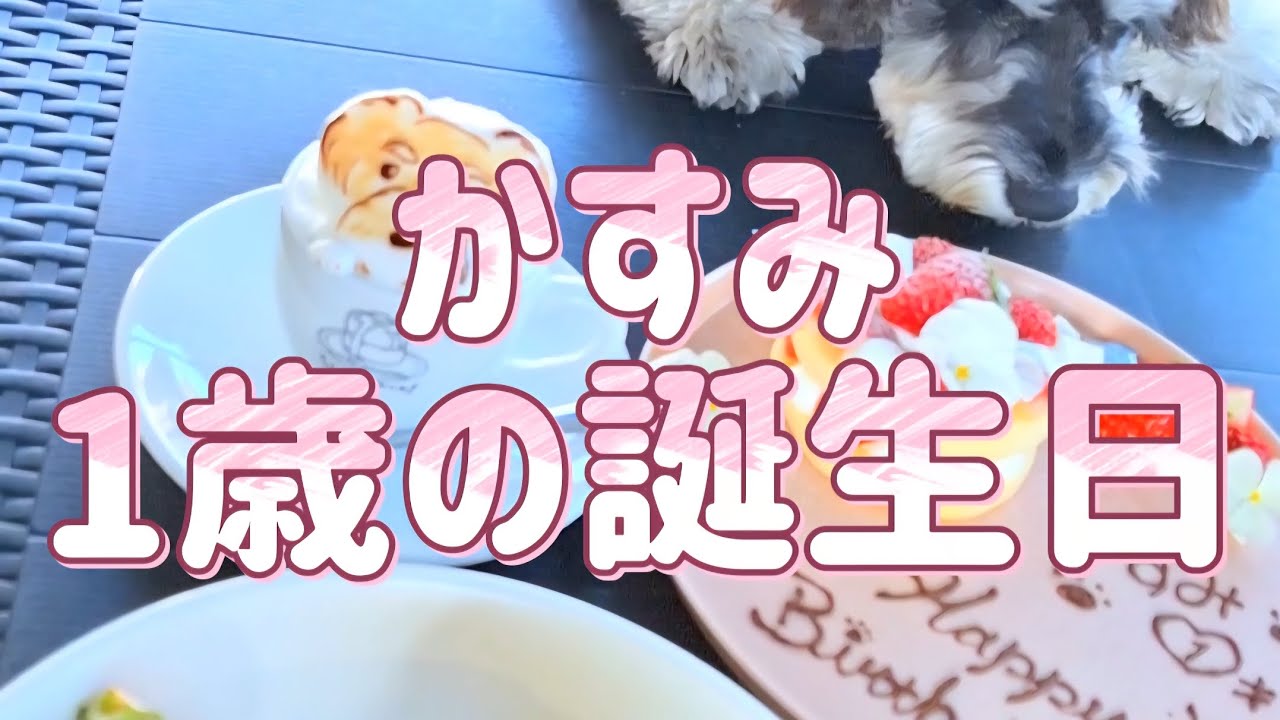 ミニチュアシュナウザーかすみちゃん1歳になりました㊗️🎉  🎂 𝙷𝚊𝚙𝚙𝚢 𝙱𝚒𝚛𝚝𝚑𝚍𝚊𝚢🎂  かすみちゃんが、おうちに来た日から誕生日までの思い出をまとめてみました🥰💕
