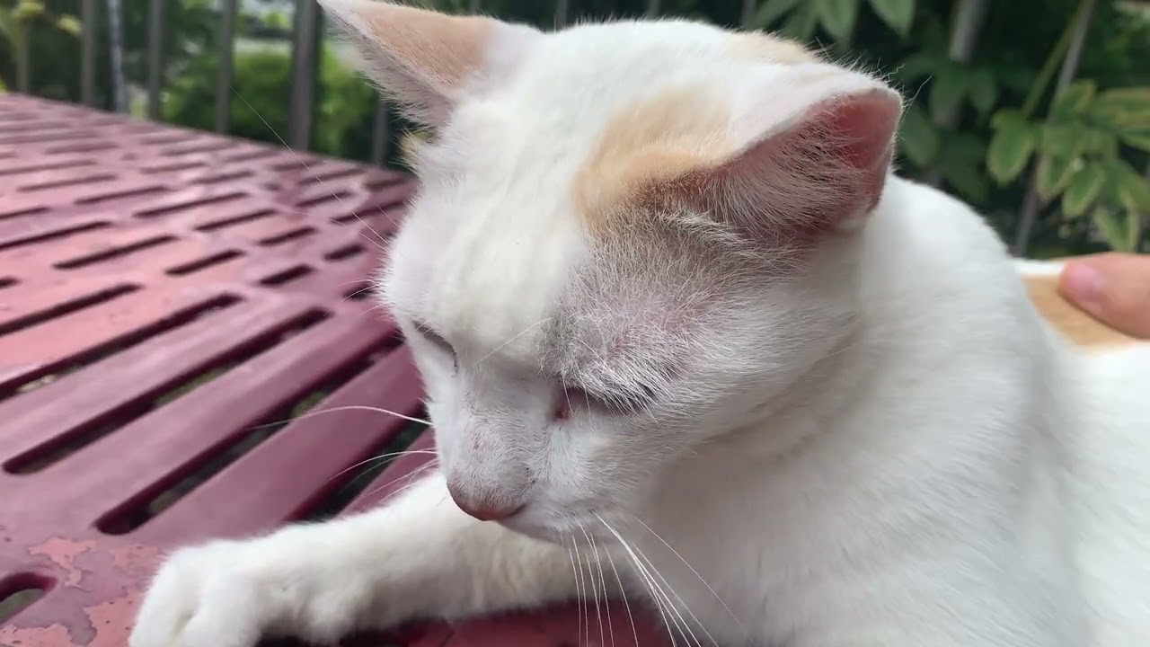 Cat (4)