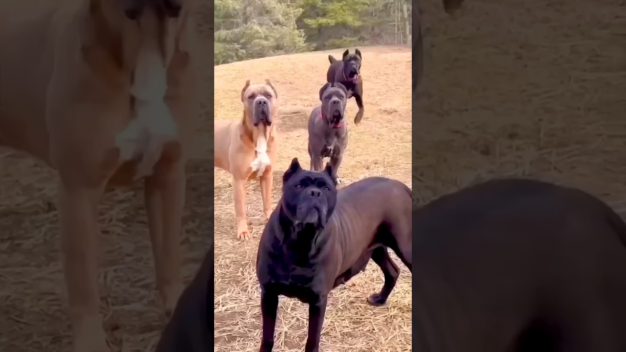 k&ouml;peklerden korkar mısın? dila kent tipleri 😂❤️ #shorts