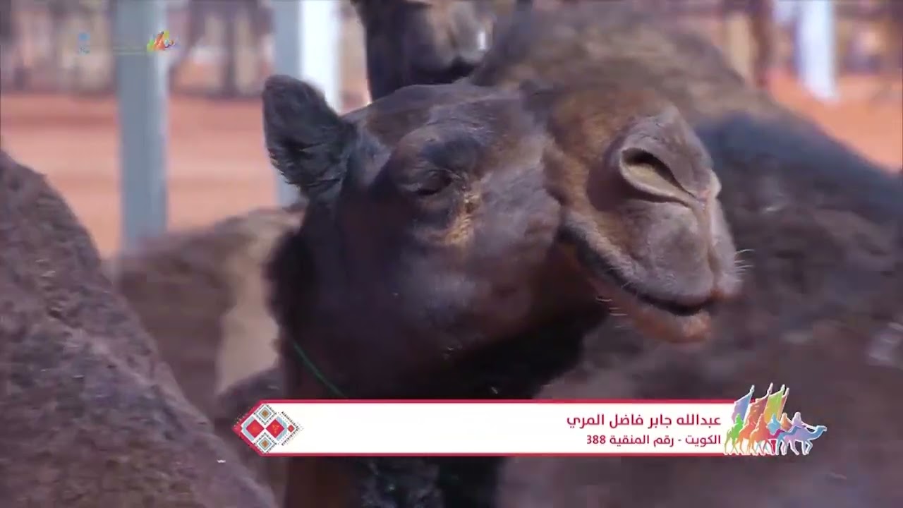 مشاركة المنقية في شوط كأس النادي #مطبقات_البوخ #تلاد_الجزيرة #بن_فاضل #ابن_فاضل #آل_فاضل #آل_عذبه