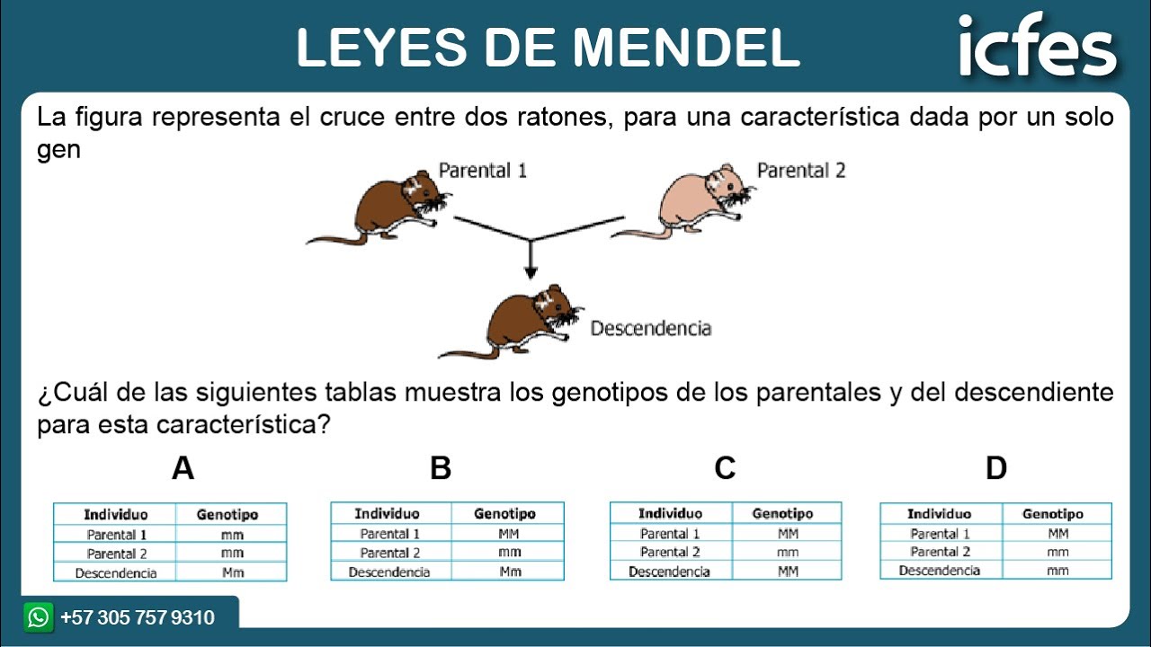 📚 ICFES 2024 | Ciencias Naturales: Leyes de Mendel