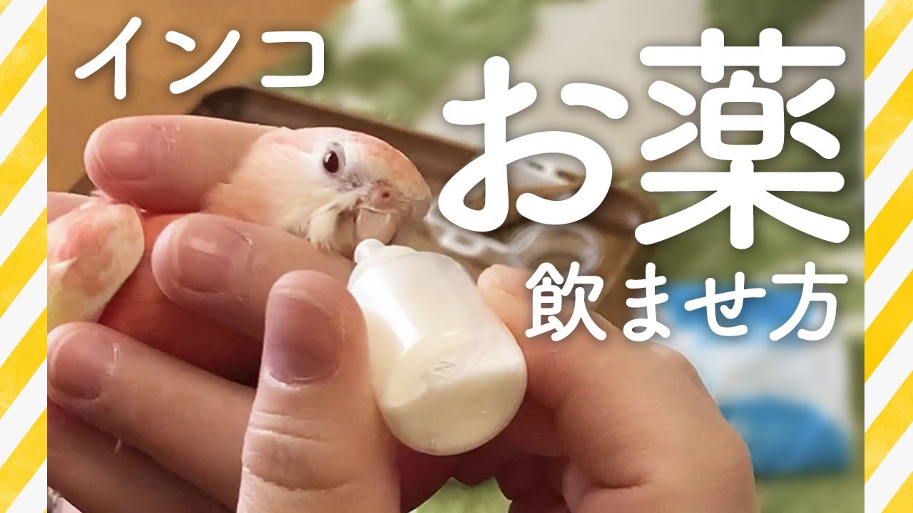 インコのお薬の飲ませ方（直接口から）