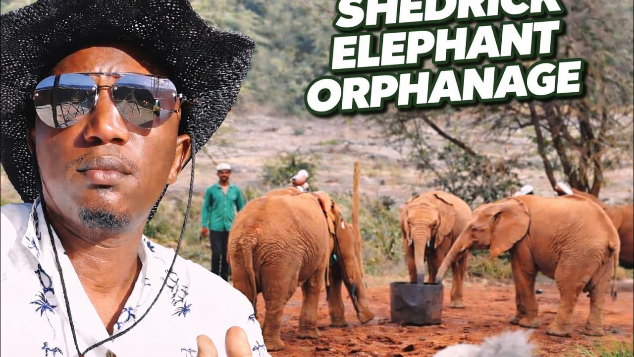 👉 “Rescued Baby Elephants 🐘 | Shedrick Elephant Orphanage Tour, Kenya 🇰🇪”