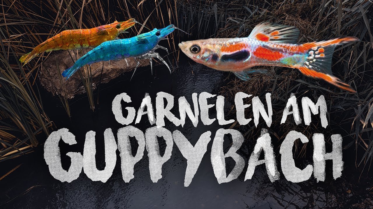 Tausende GARNELEN im GUPPYBACH | Neocaridina davidi | PlantedTank