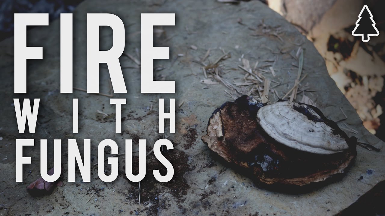 Fire with Fungus - Bushcraft