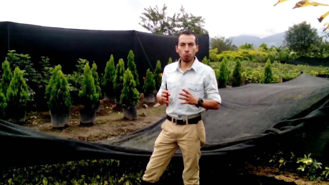 Duranta Variegada, Como producirla en vivero