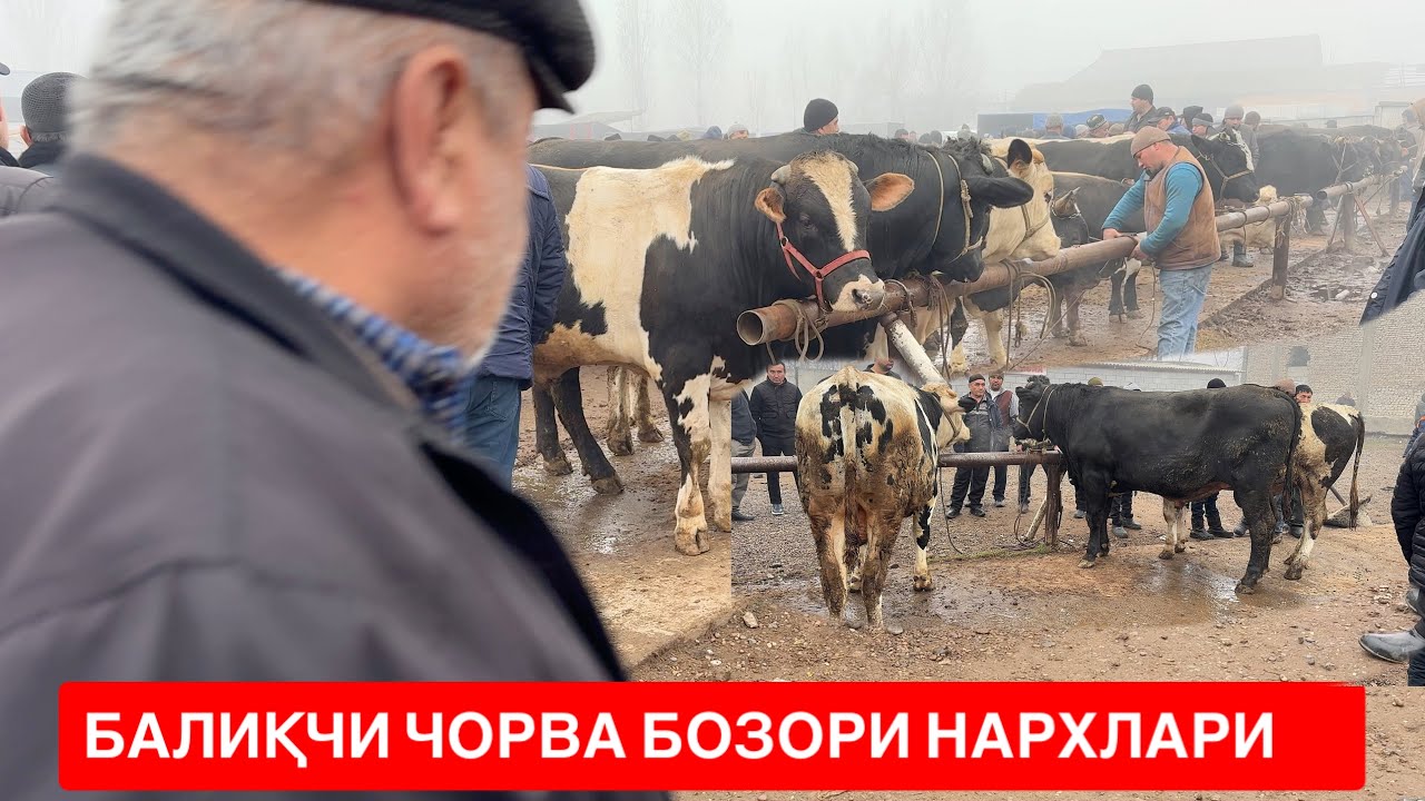 БАЛИҚЧИ БОЗОРИДА НАРХЛАР БИЛАН ТАНИШИНГ. 