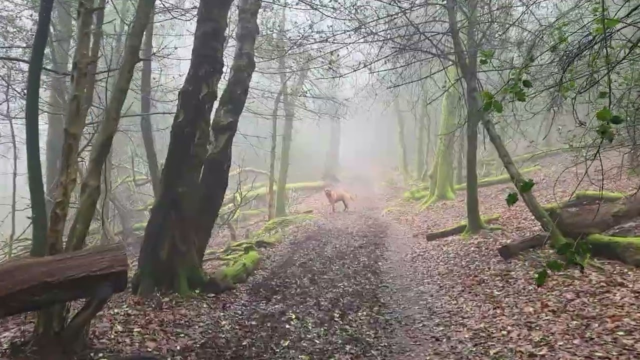 Hindhead 5 #puppy #rottweiler #doglife #spanishmastiff #beardog #fyp #greenlanes 