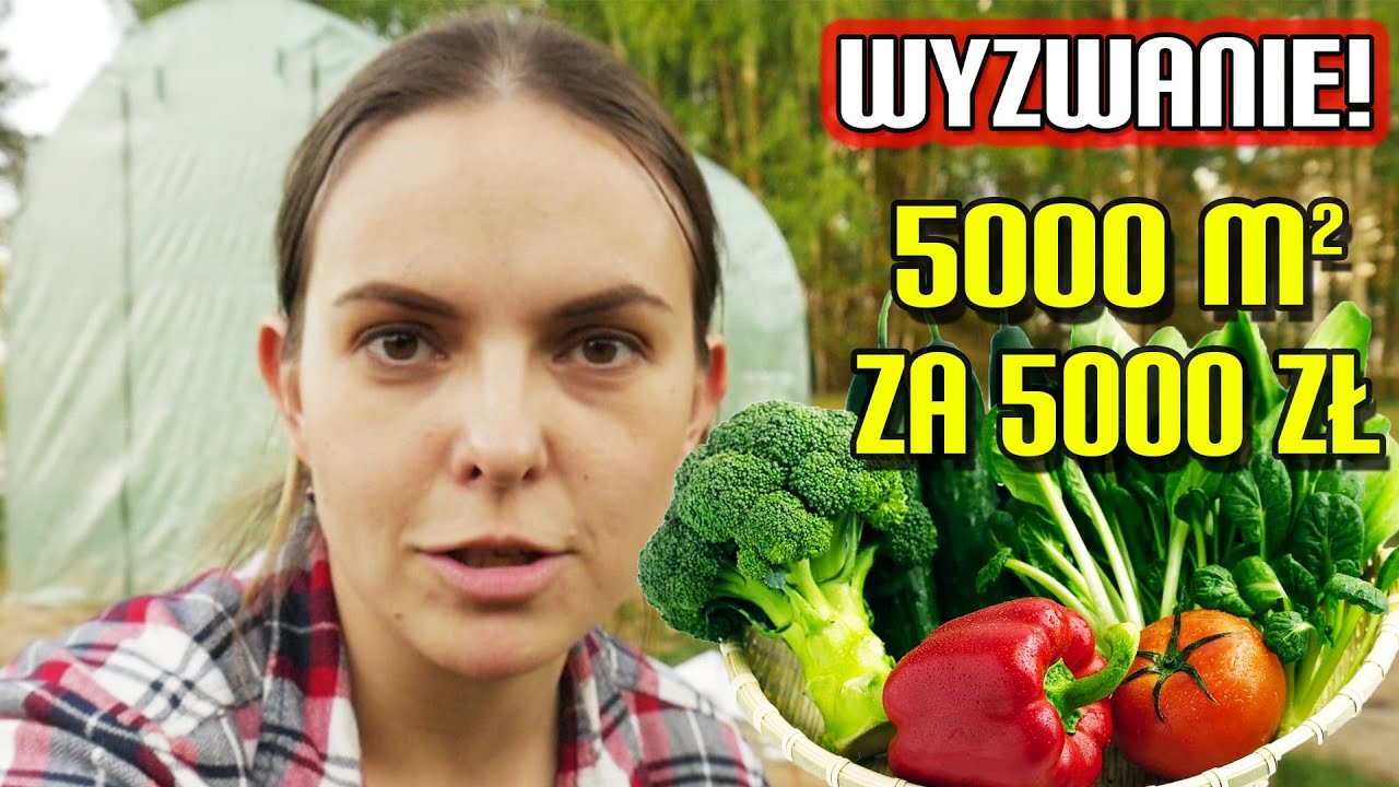 KILKA GODZIN PRACY CAŁEJ RODZINY I JEST PIĘKNIE! OGRÓD 5000 M2 ZA MAX 5000 ZŁ!