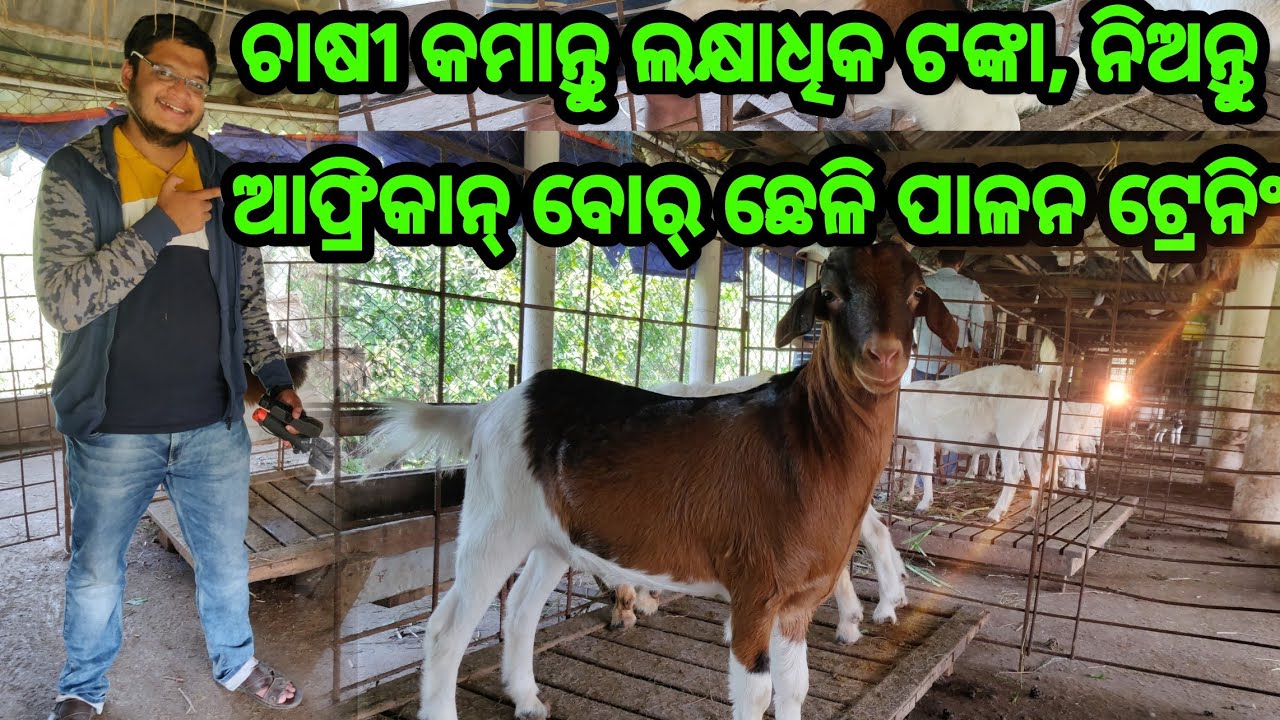 African Boer Goat Farming goat breeding training proper method practical tip from Satpathy Goat Farm