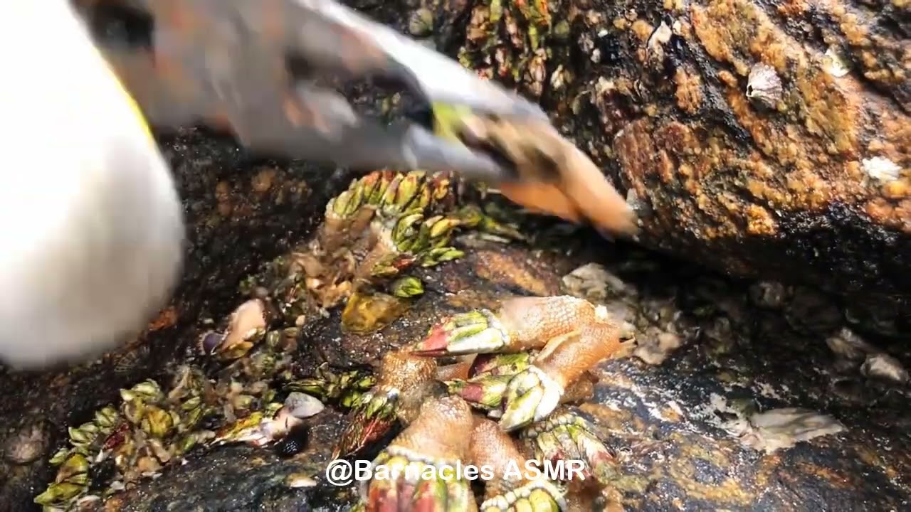 Barnacle ASMR - My daily work at sea (episode 25 )