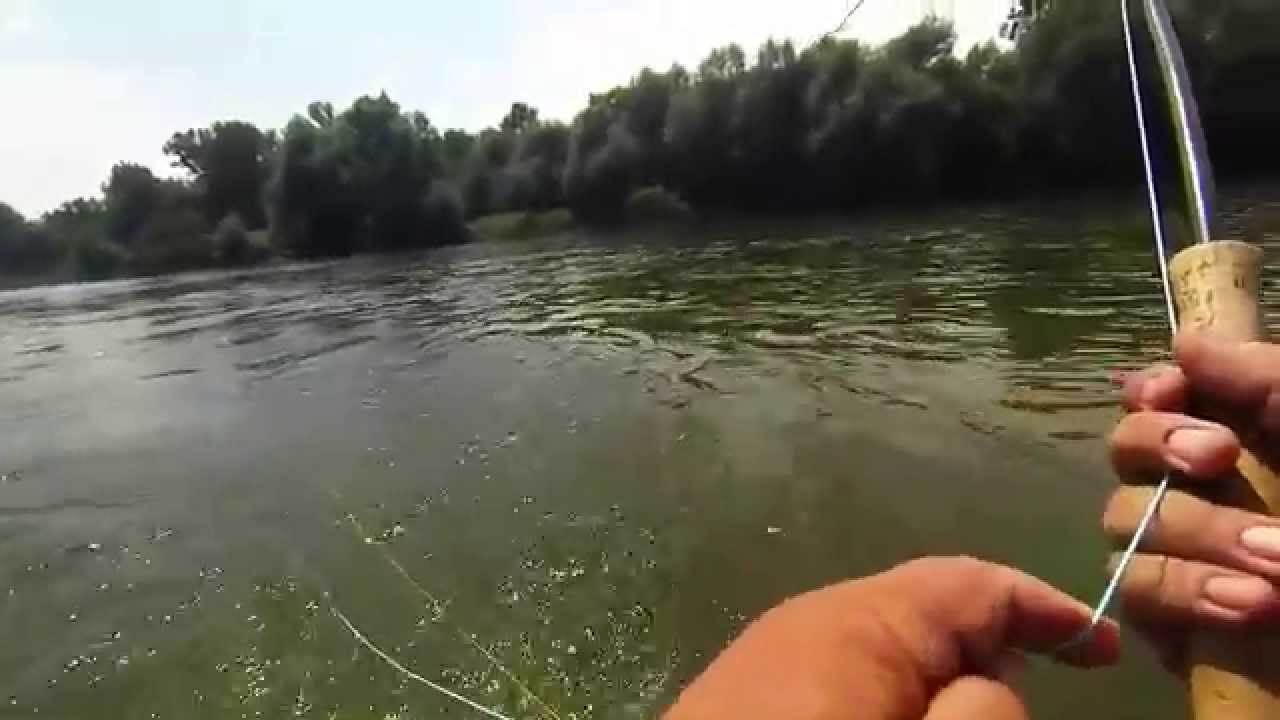 Fly Fishing: Aspius, Croatia