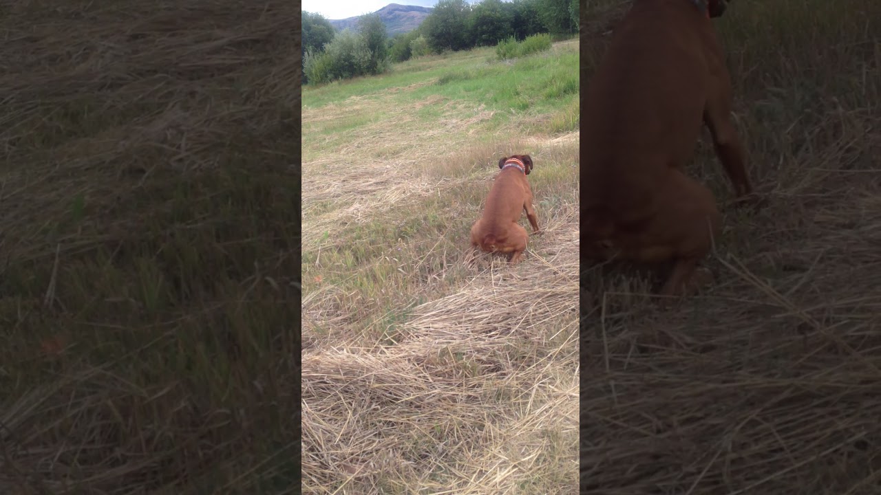 This Boxer couldn't fine the toilet paper!