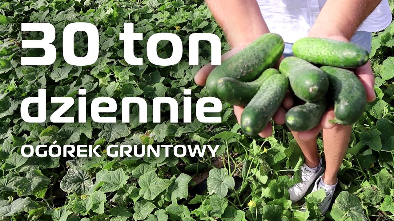 Ogórek gruntowy. 30 ton dziennie – regeneracja w czasie zbiorów.