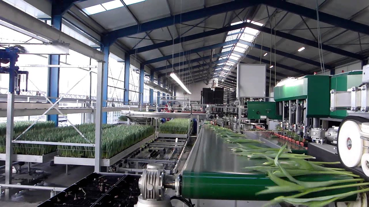 tulpen verwerken 2015 met Bercomex