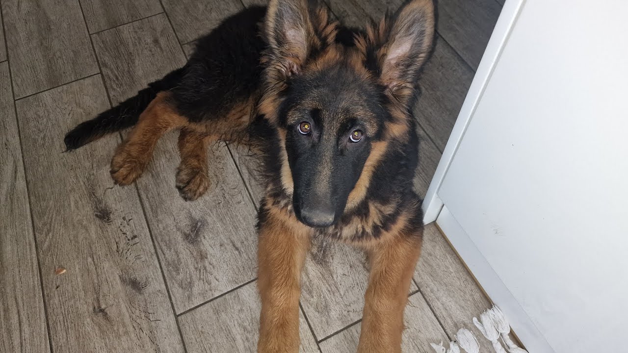 Ares już waży 22,5 kilo.Szybko rośnie.