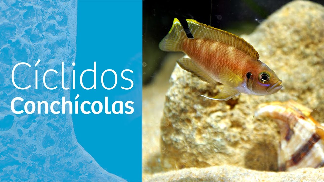 Conchícolas · Cíclidos africanos del lago Tanganica 🐚