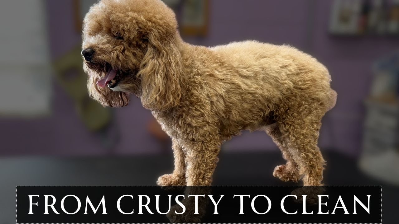 From Crusty to Cuddly! Poodle’s Allergy Skin Transformation!!