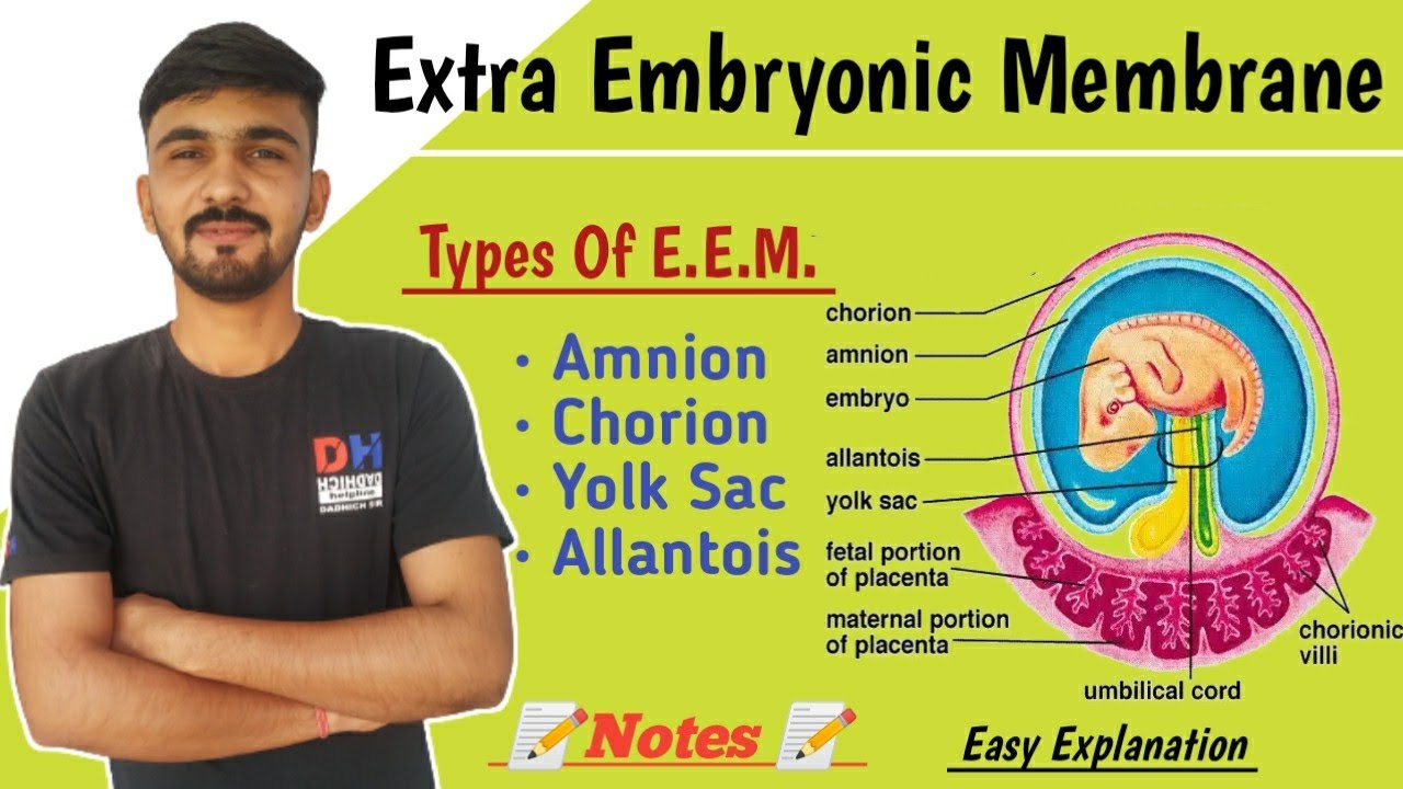 Extra Embryonic Membrane In Hindi || Amnion | Chorion | Yolk Sac | Allantois || By Dadhich Sir