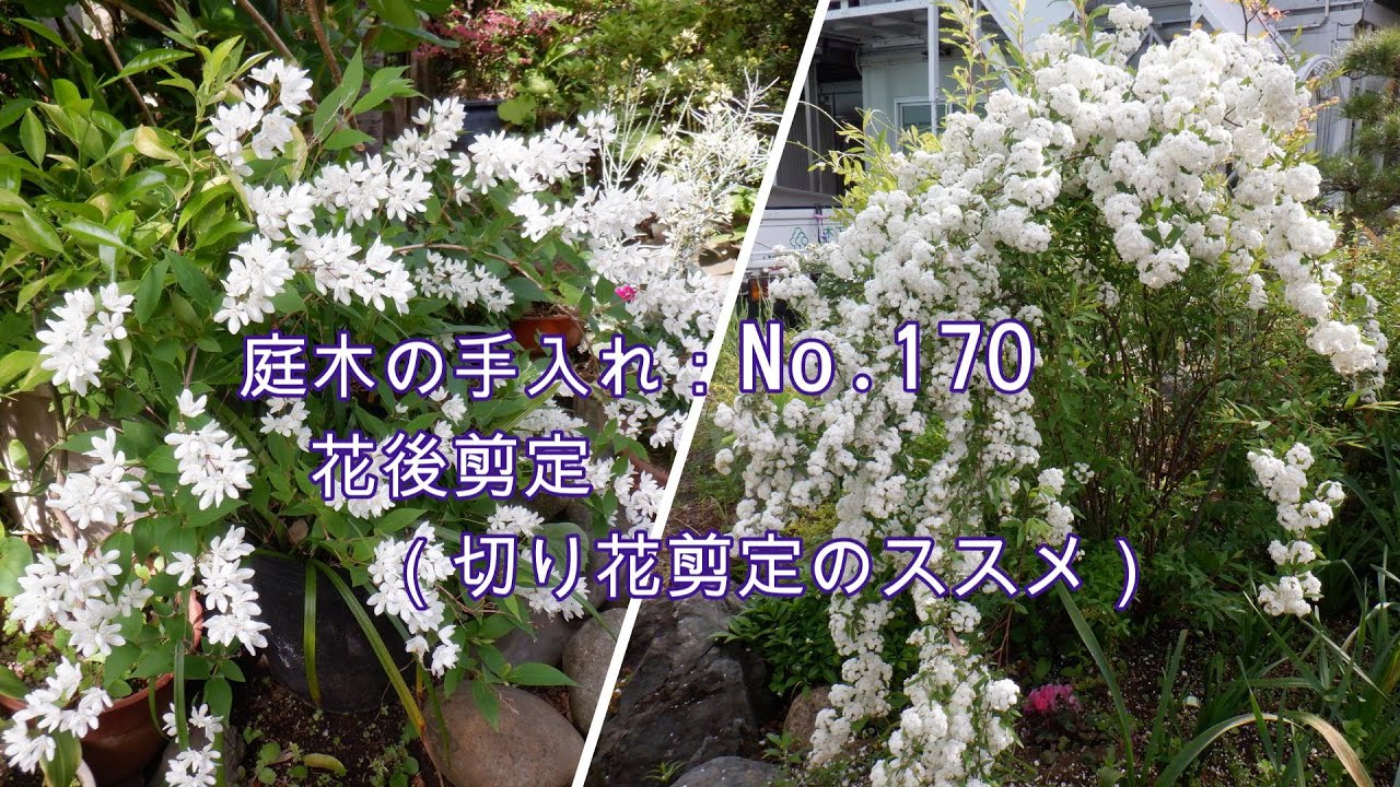 No.170_花後剪定（ヒメウツギ、コデマリ切り花剪定）