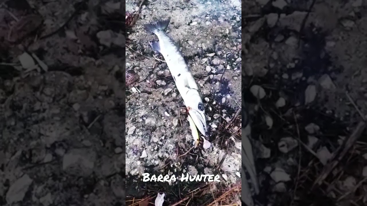 The Barra Hunter #lure #lurefishing #jamaica #fishing #usa #boat #shorefishing #ocean #seafood #art