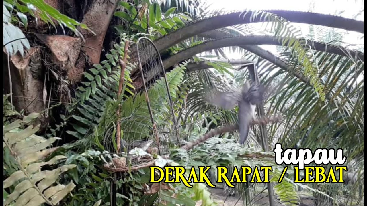 MEMIKAT MERBUK / PERKUTUT. TAPAU BH / BL DERAK RAPAT & LEBAT DI LAMAN SAWIT