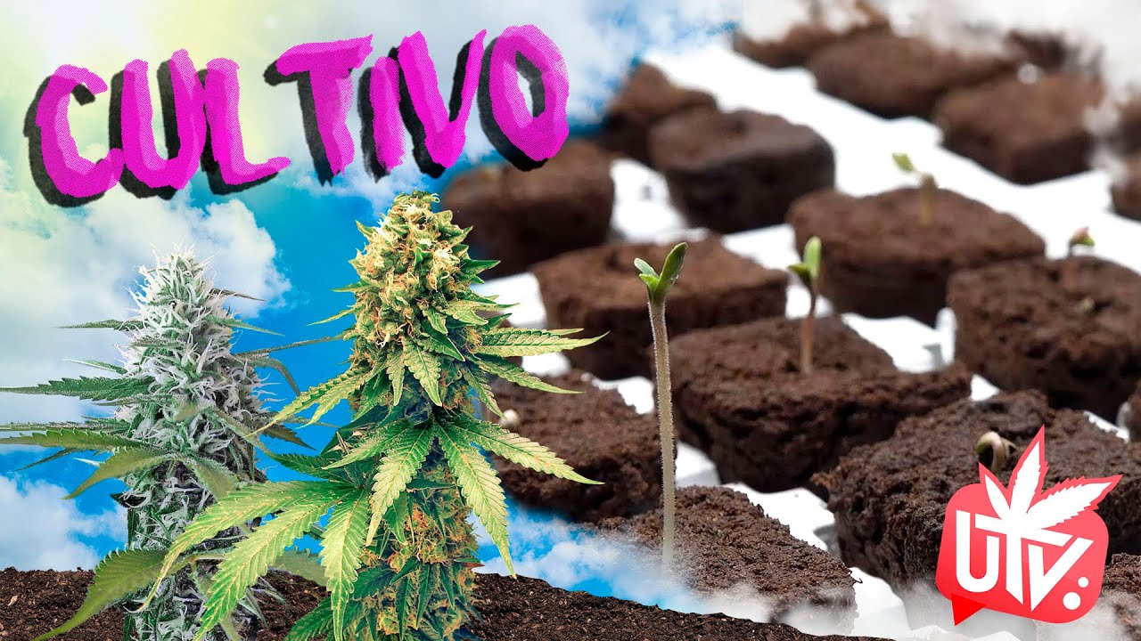 CUIDADOS para la fase de PL&Aacute;NTULA del C4NN4BIS