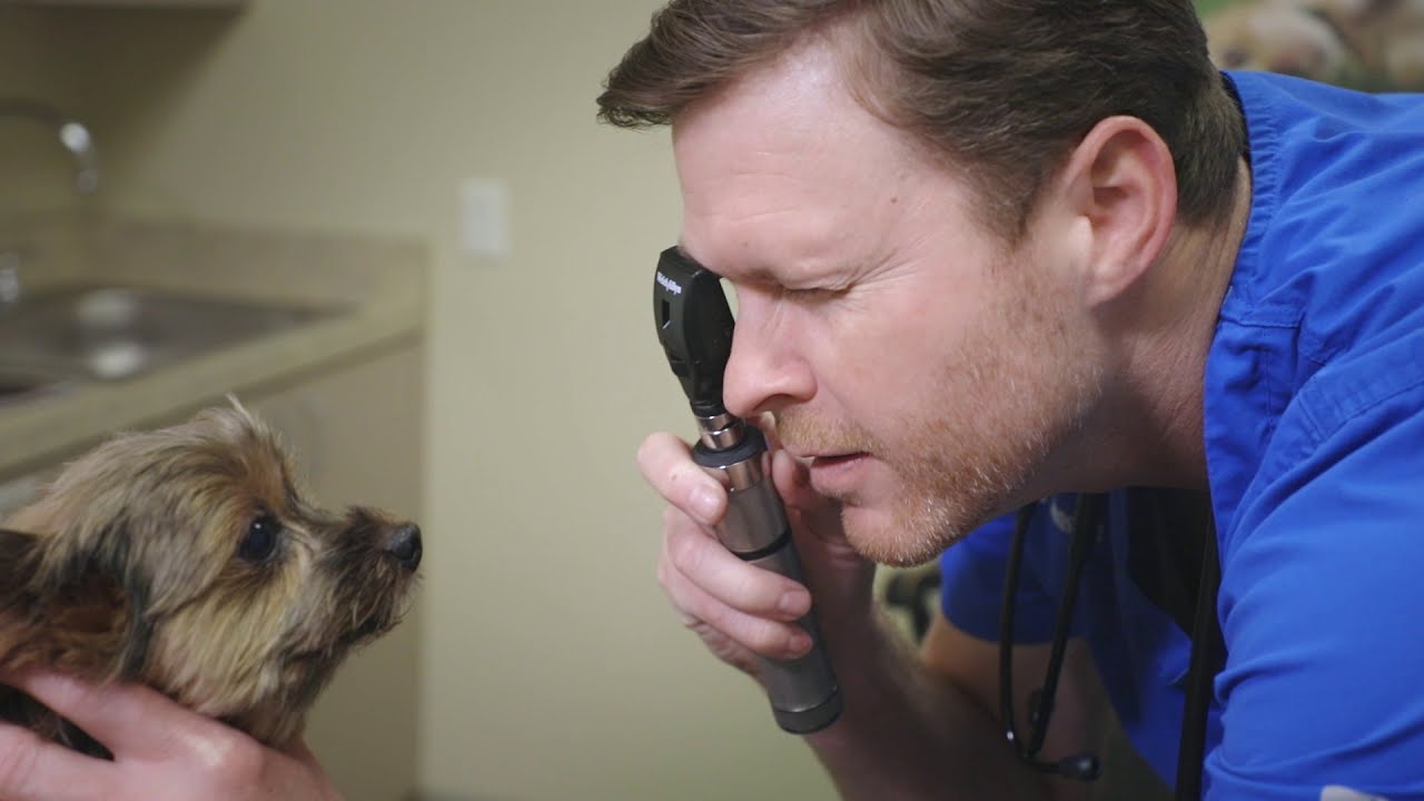 Towne Center Animal Hospital - Veterinarian in Colleyville, TX