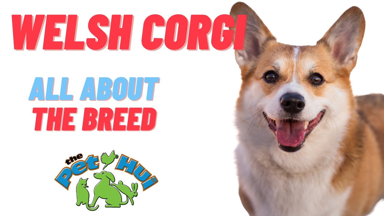 All About the Breed: Welsh Corgi