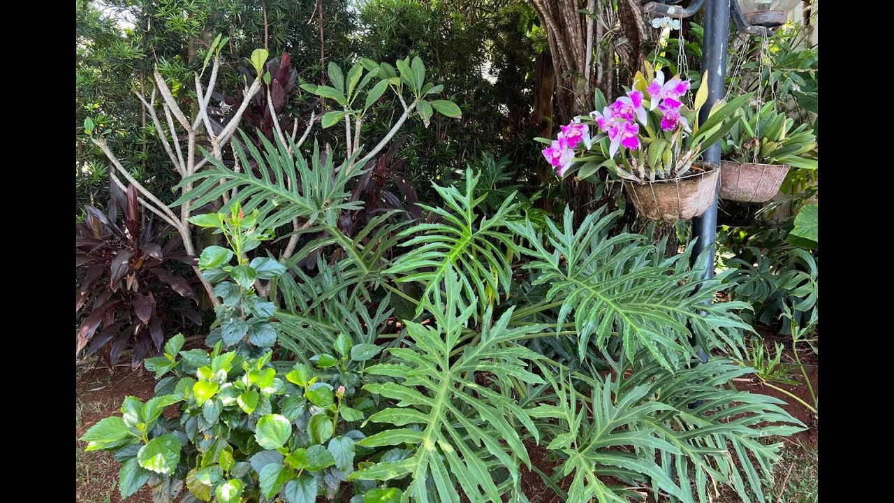 OLHEM A CRIATIVIDADE DA MINHA FILHA COM ESSE JARDIM. PLANTAS DE FÁCIL CULTIVO. Ateliê Florescer