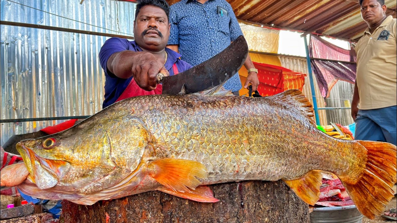 KASIMEDU 🔥 SPEED SELVAM | HUGE 15 KG ASAL KODUVA FISH CUTTING VIDEO | 4K VIDEO | KM FISH CUTTING 
