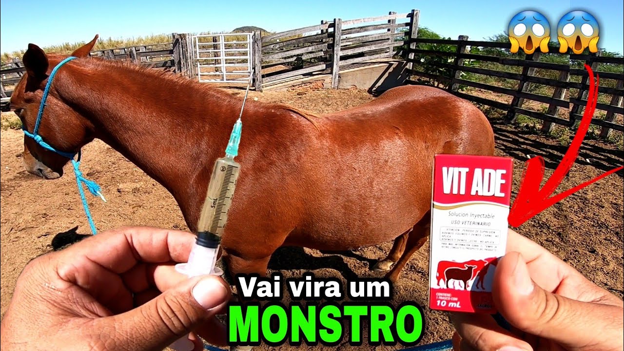 APLICANDO ADE INTRAMUSCULAR NO MEU POTRO QUARTO DE MILHA | se liga na dicas o dai dia do vaqueiro.