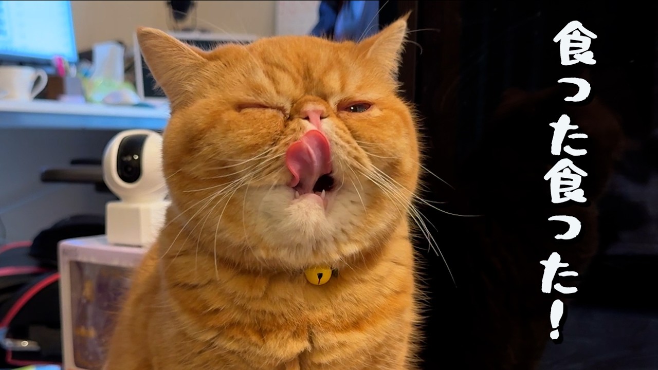 ねこ「食後ルーティン完了！🐈」