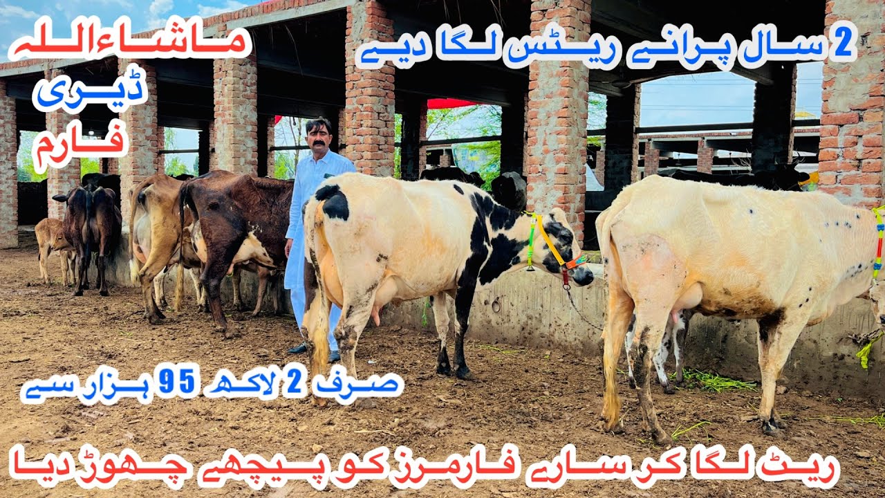 Ma Sha Allah Dairy Farm | Top Class Jersey Fresian Cows | Cheap Prices Cows For Sale | 16 March 2026