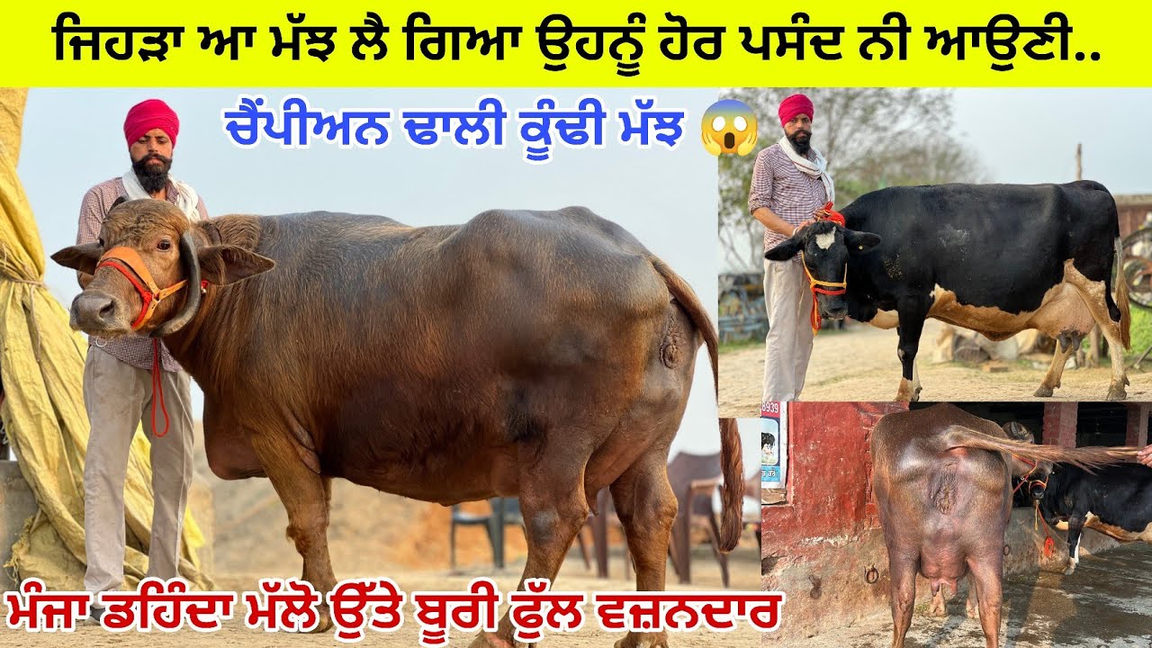 ਆ ਗਿਆ ਸੰਦੀਪ ਸੁਰਸਿੰਘ ਵੱਡੀ ਵਜ਼ਨਦਾਰ ਬੁਰੀ ਮੱਝ ਲੈਕੇ/ 5 ਵਹਿੜਾ ਵਿੱਚ ਵੱਡੀਆਂ ਮੱਲੋ/ ਤਰਨਤਾਰਨ 