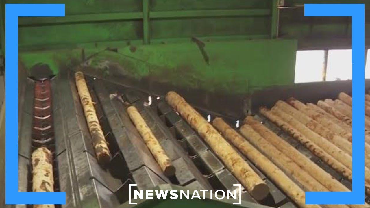Trump pushes to revive American timber industry, creating environmental fears | NewsNation Now