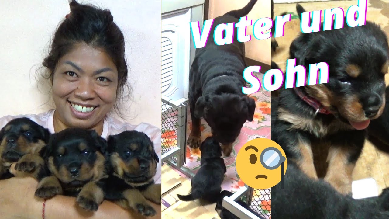 Thailand. Rottweiler for Sale.  Welpen 23 Tage alt. Wird der Rüde seine Welpen akzeptieren?