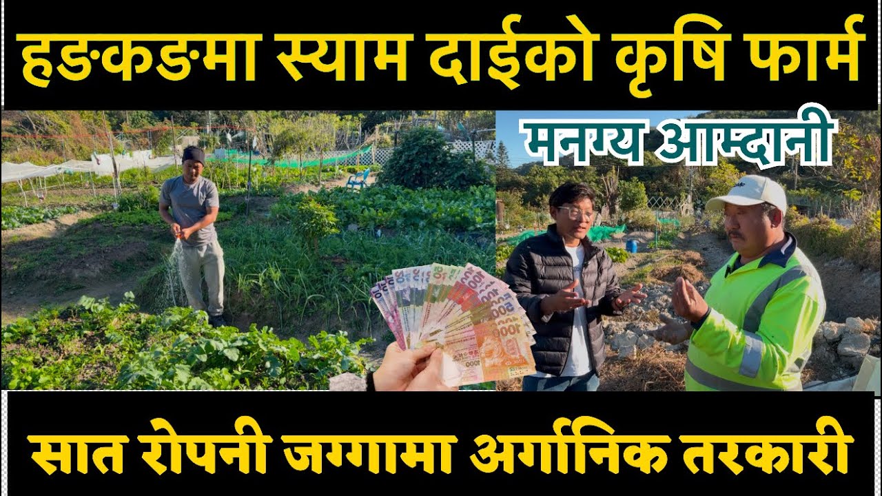 Hong Kong🇭🇰मा दश बर्स देखि ७ रोपनी जग्गामा कृषि फार्म गर्दै आएका स्याम दाईको अर्गानिक कृषि फार्म