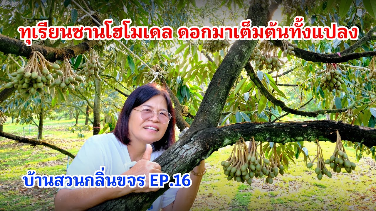 #กวินบินได้ EP.539 ทุเรียนซานโฮโมเดล ดอกมาเต็มต้นทั้งแปลง #บ้านสวนกลิ่นขจร EP.16