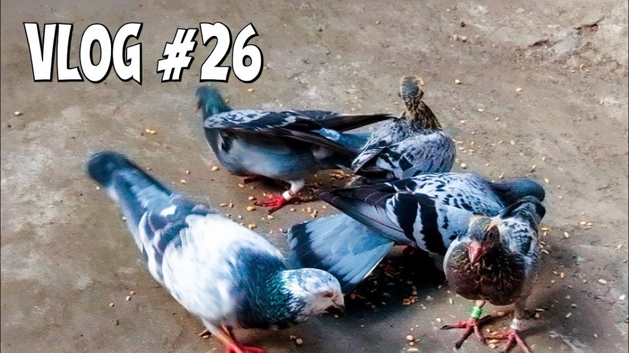 Vlog #26 | Simple Loft Vlog | Pigeon Vlog