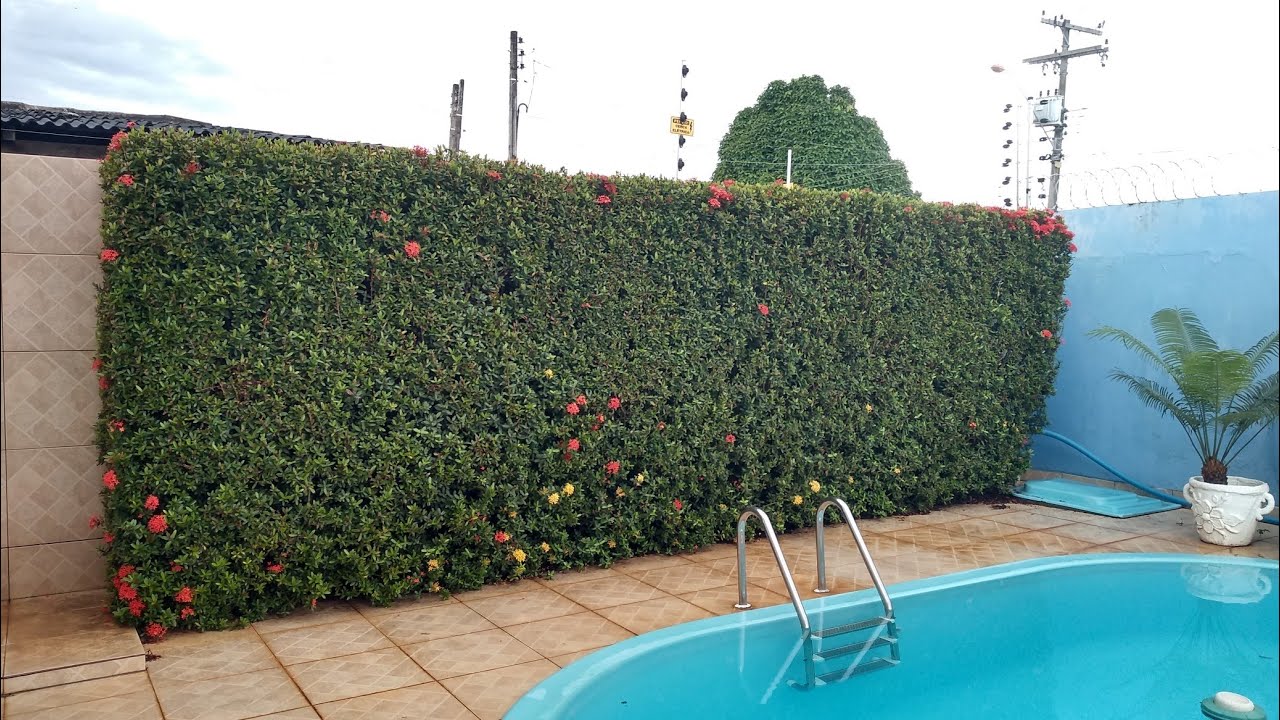 EP:460 Muro de ixoras Qual altura pode chega? Demora muito  cresce uma cerca viva de ixora?....