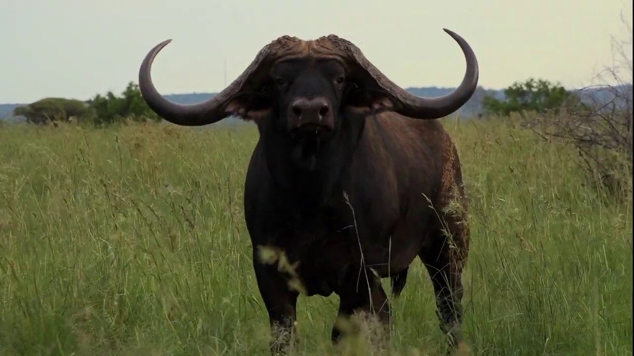 BUFFALO HORISON 55 6/8