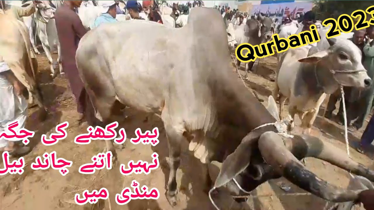 Tando Sain Dad Chand Bail Mandi Qurbani 2023 || Kankrej Bull Price  || Mandi Update