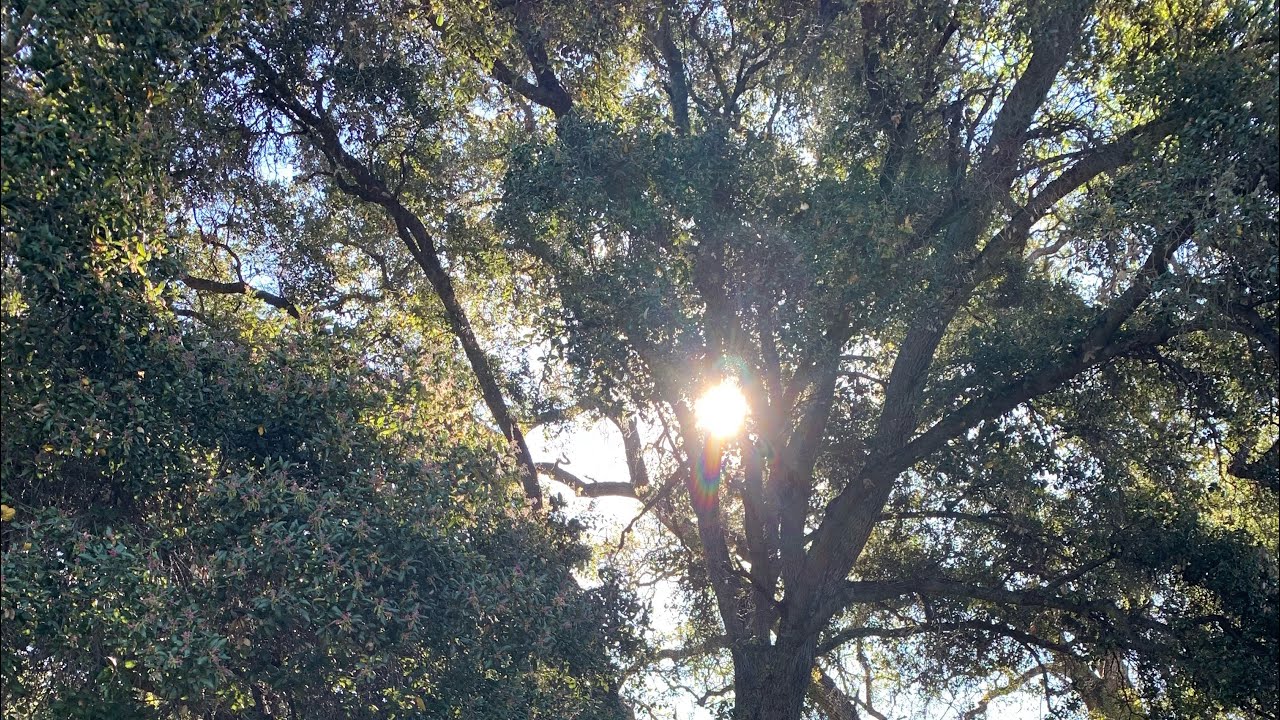 I’m sharing some trees from my walk today!#tallplants#cleanourair#filterourwater#shadecool#moodboost