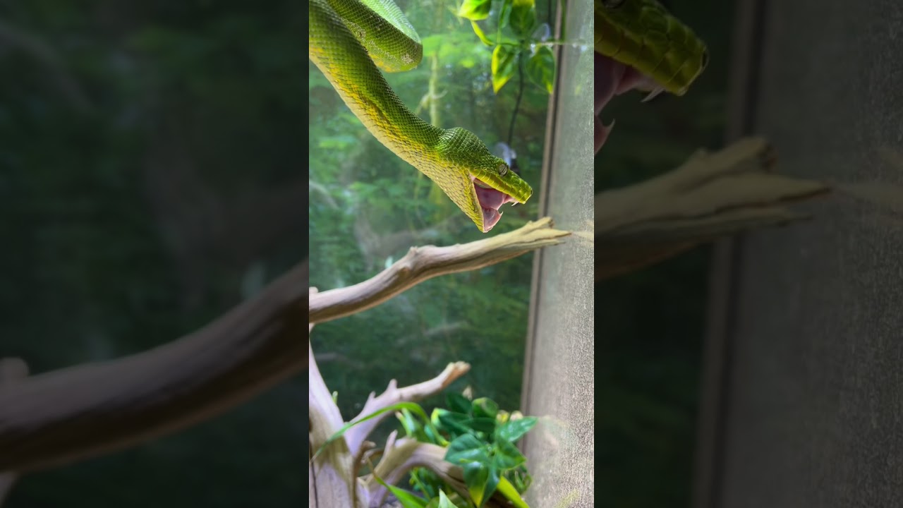 Emerald Tree Boa Fangs!!!! ⚠️ #shorts #emeraldtreeboa