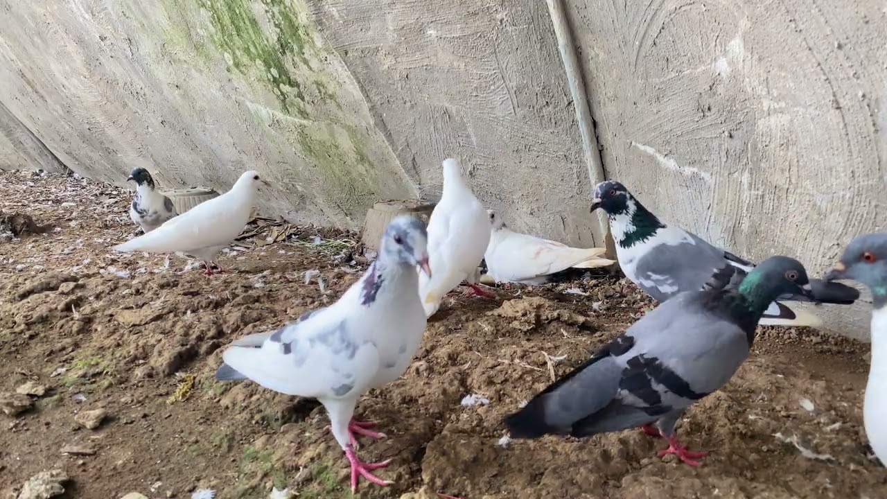 Feeding my Pigeons…they are very tame.